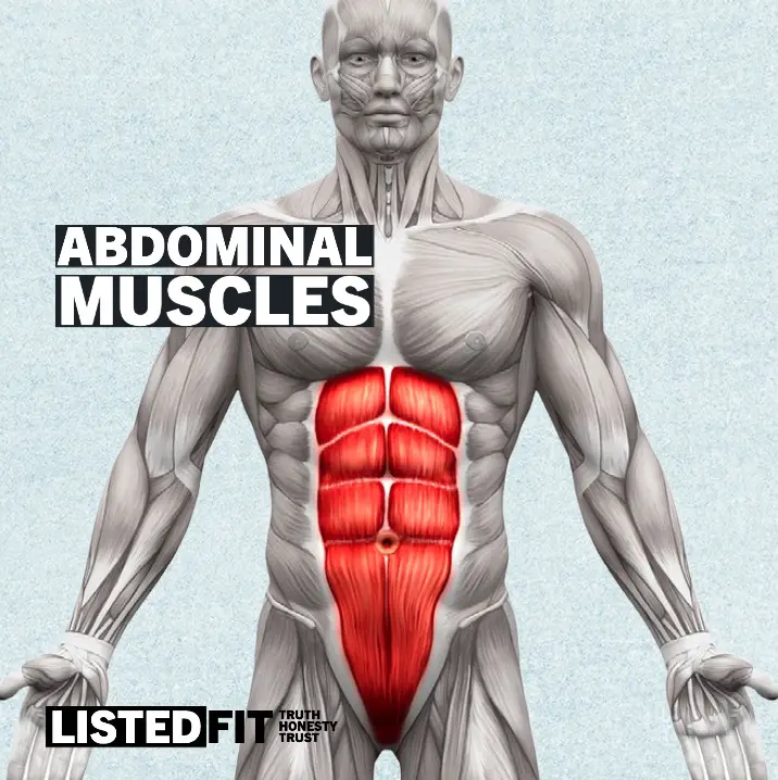 abdominal Muscles How to Get V Shape Body: Expert Tips for a Defined Physique