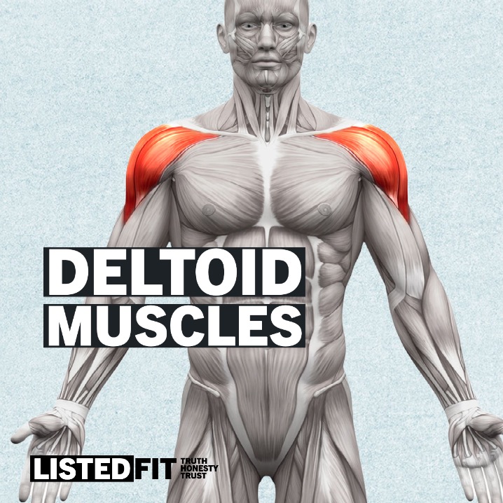 Deltoid Muscles How to Get V Shape Body: Expert Tips for a Defined Physique