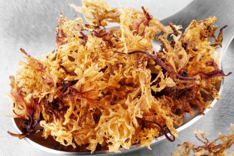 Is Sea Moss A Superfood? Let’s Talk About Sea Moss!