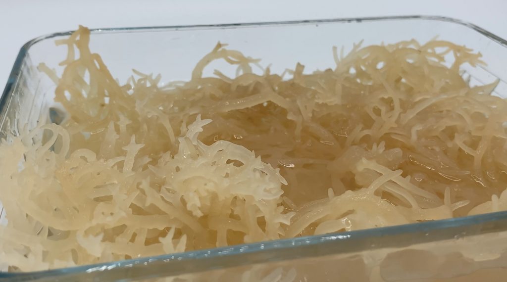 Is Sea Moss A Superfood? All About Sea Moss?