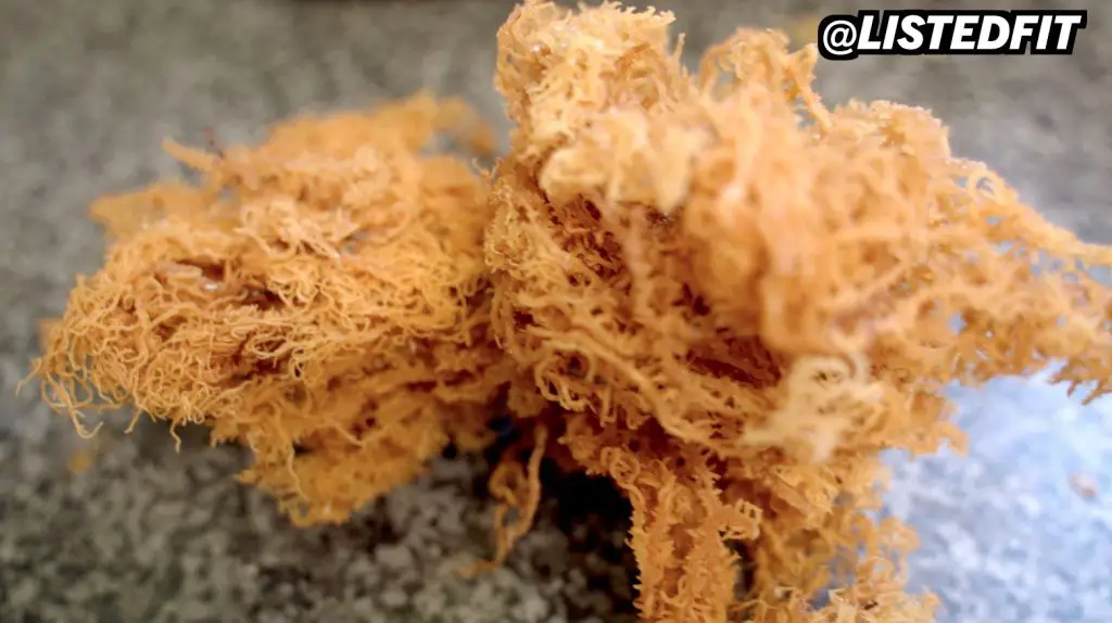 Should You Boil Irish Sea Moss to Get the Best Experience should you boil sea moss 2