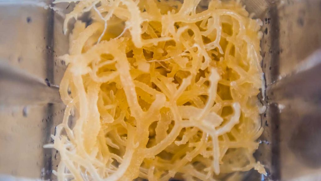 should you boil sea moss 2