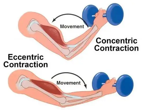 How To Build Muscle Fast eccentric and concentric
