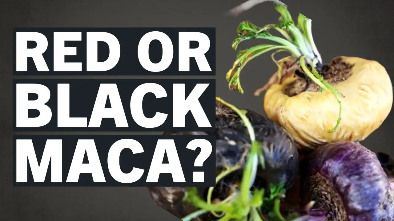 Which is Better Black or Red Maca Comparing Benefits and Uses
