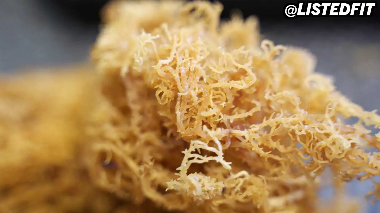 How Much Sea Moss to Take Daily? – How to Get The Best Results