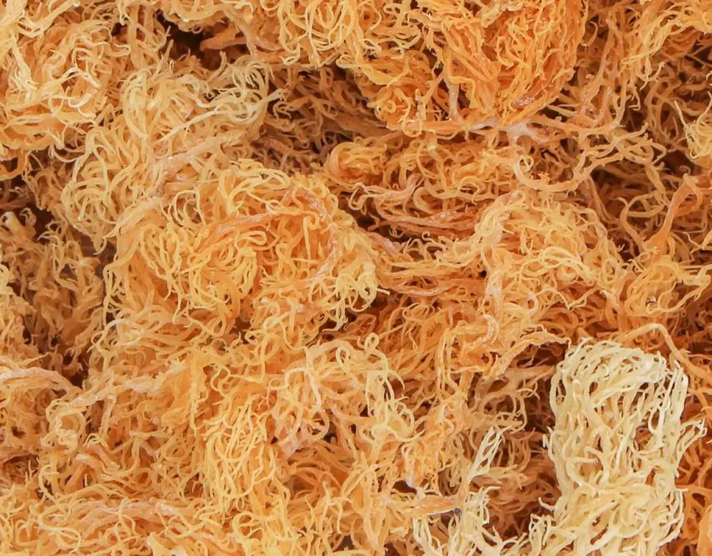 what is sea moss a superfood 2