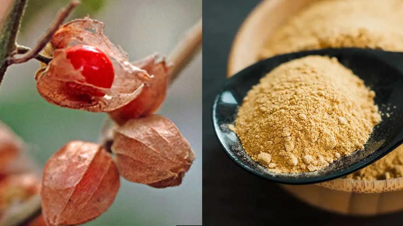 Ashwagandha or Maca? Comparing the Benefits of These Popular Adaptogens