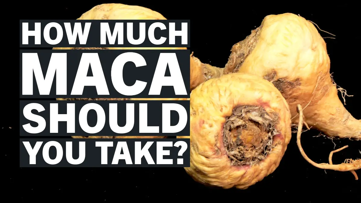 how much maca root per day how much maca should I take